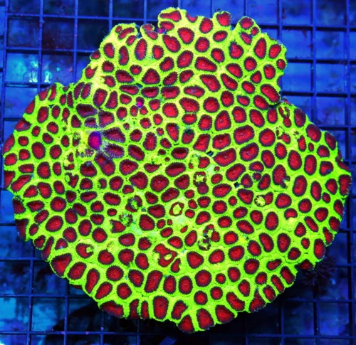 6.5x6.5 XXL FAVIA CORAL - SCOTT'S FAVORITE WATERMELON FAVIA OF ALL TIME