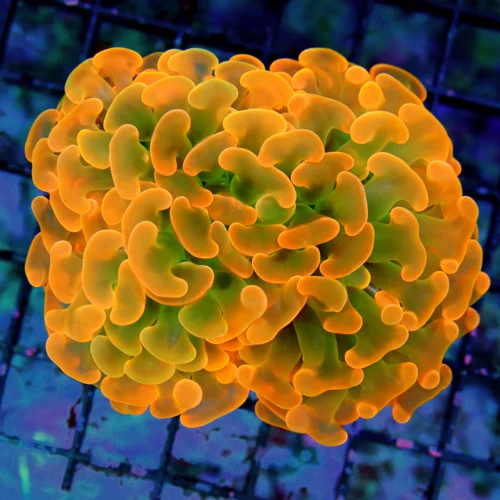 4.5x4.5 HAMMER CORAL OF THE SUMMER - ULTRA ULTRA GRADE "HOME DEPOT" ORANGE GREEN CENTERED HAMMER COR