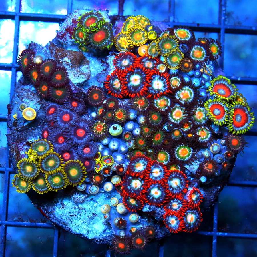 3.5x3.5 ECHINOPHYLLIA CHALICE CORAL - RED RIMMED