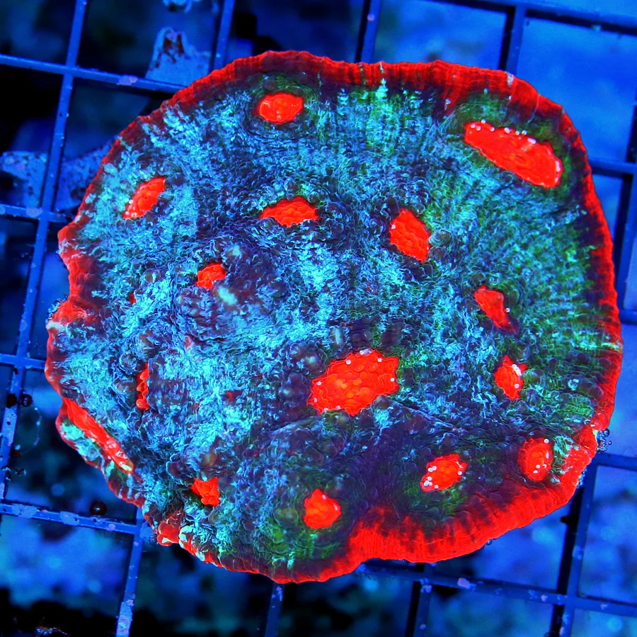 4.5x4 BUBBLE CORAL - NEON NEON LEMON LIME YELLOW BUBBLE CORAL