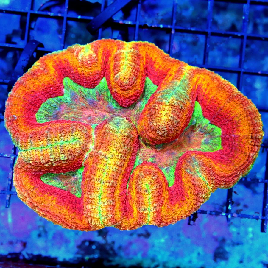 4.5x4 PALYTHOA CORAL - VERY VERY RARE COLLECTOR'S ITEMS PALYTHOA CORAL COLONY