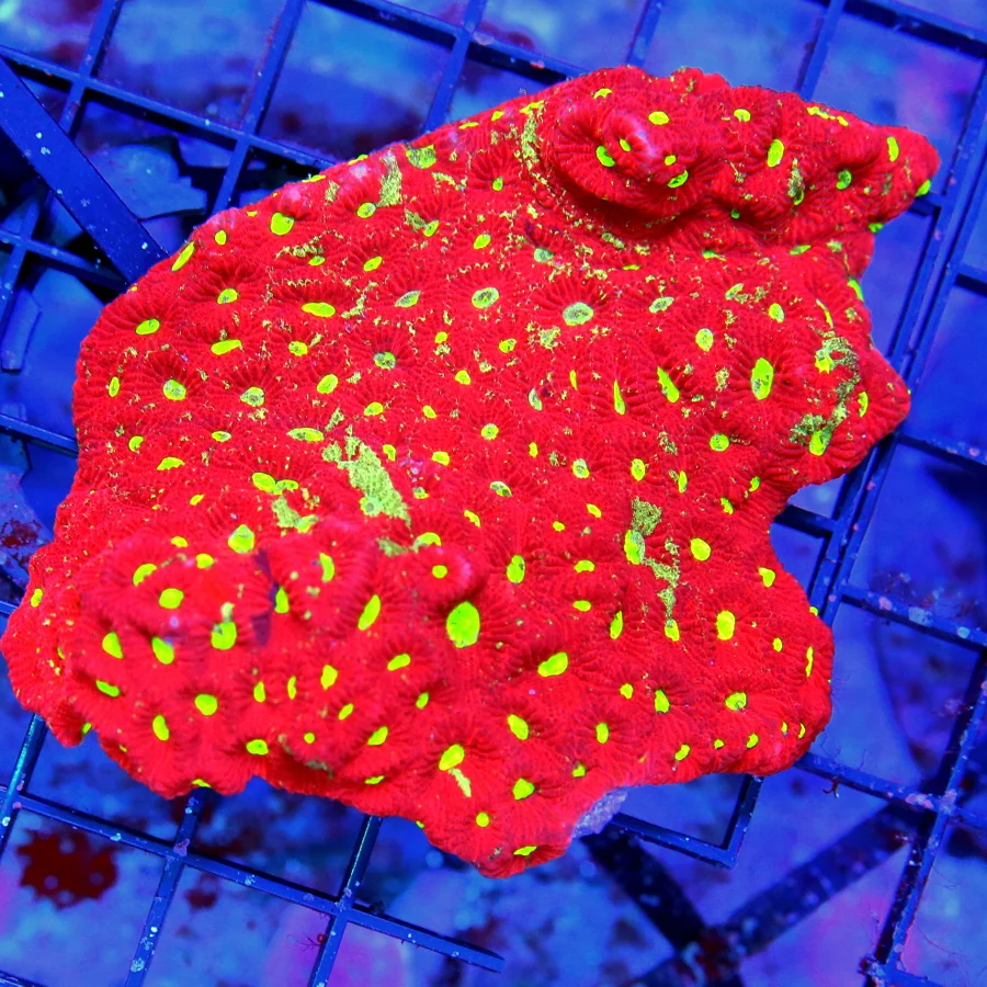 6.5x4.5 ELEGANCE CORAL -  SUPER NEON YELLOW CENTERED BLUE TIPPED ULTRA COLORED ELEGANCE