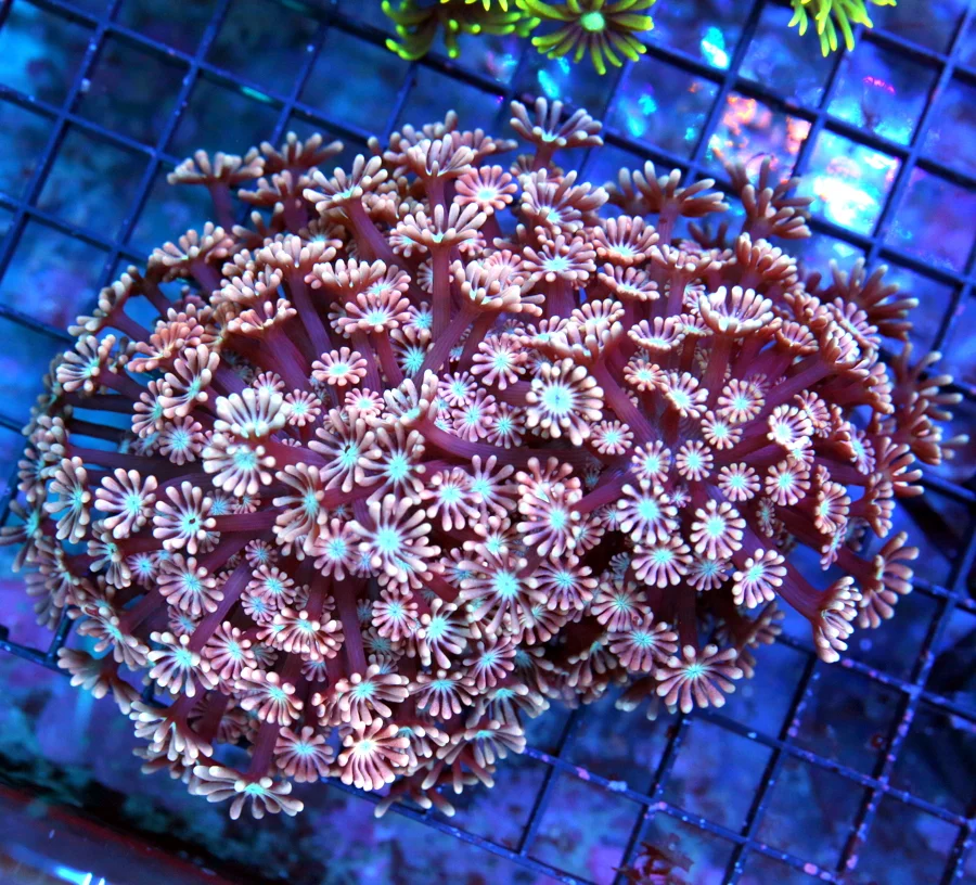 7x7 GONIOPORA CORAL - LEMON LIME GREEN BLUE JEWELED EYED GONIOPORA