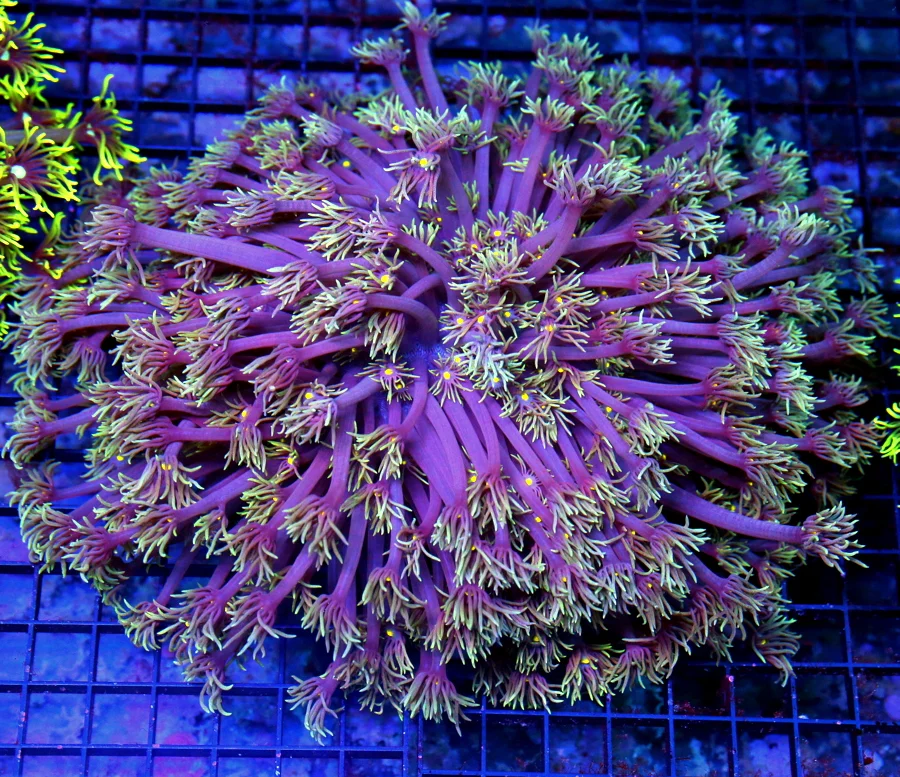 5.5x5 GONIOPORA CORAL - SUPER PINK WHITE EYED ULTRA COLORED GONIOPORA CORAL