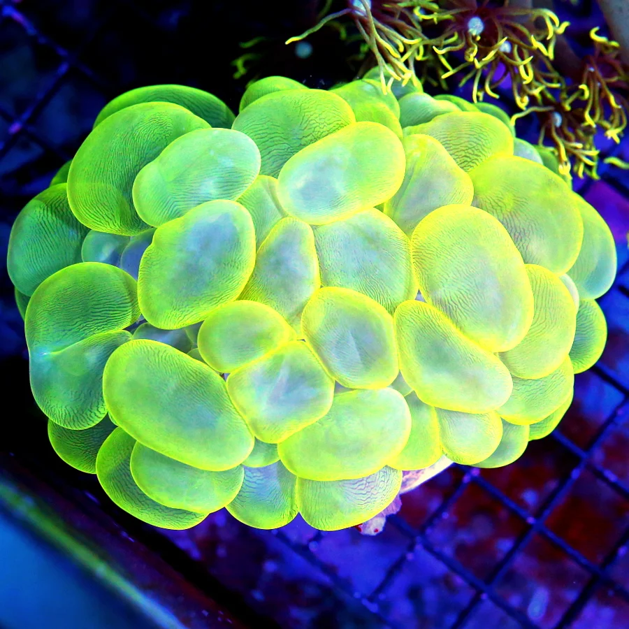4.5x4 BUBBLE CORAL - NEON NEON LEMON LIME YELLOW BUBBLE CORAL