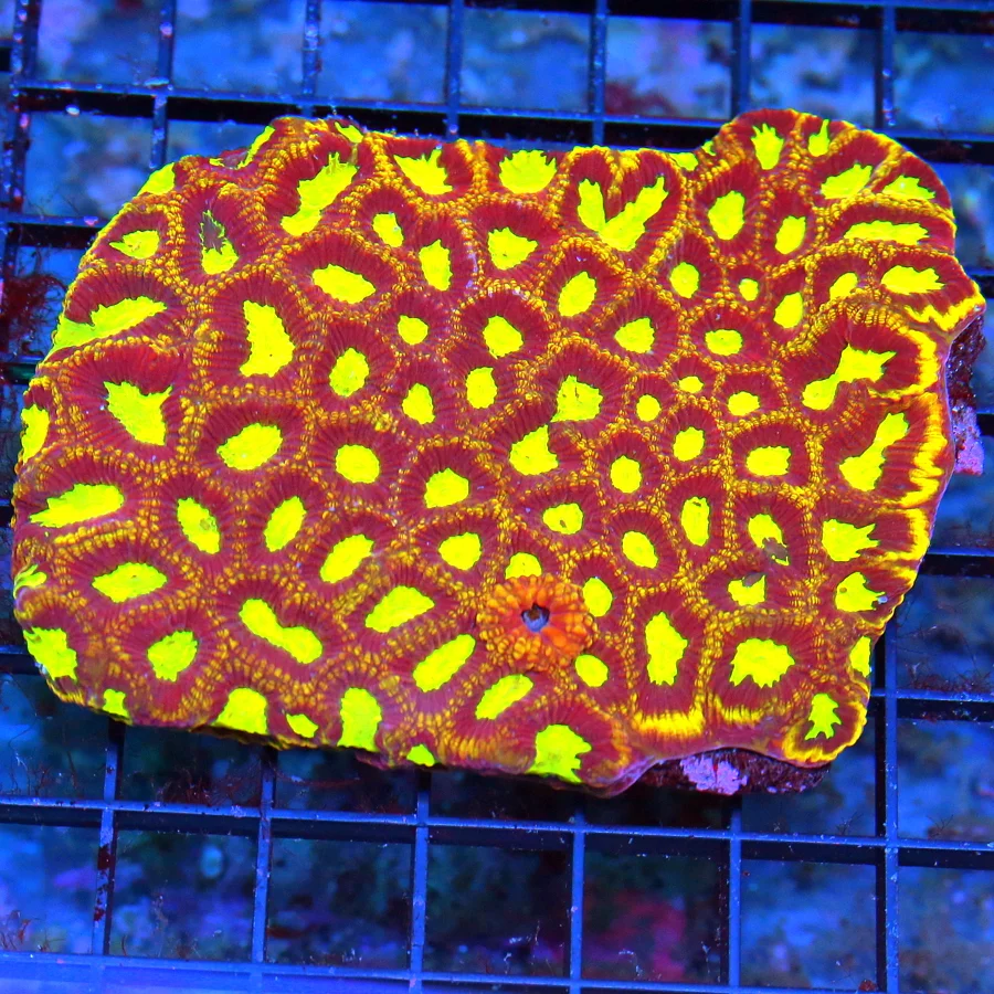 5.5x5 FAVIA CORAL - INCREDIBLE RED GLOW IN THE DARK YELLOW SUPER GRADE FAVIA CORAL