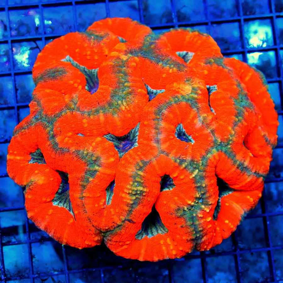 3.5x3.5 COMBO ZOANTHID CORAL COLONY - ULTRA COLORED ULTRA GRADE "HAPPY FAMILY" COMBO ZOANTHID CORAL