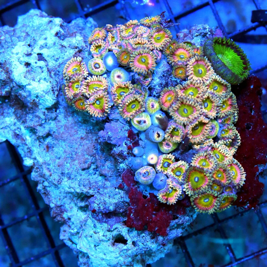 4.5x5.5 LOBOPHYLLIA CORAL - PERFECT NEON READ ULTRA GRADE ULTRA COLORED CARPET LOBOPHYLLIA CORAL
