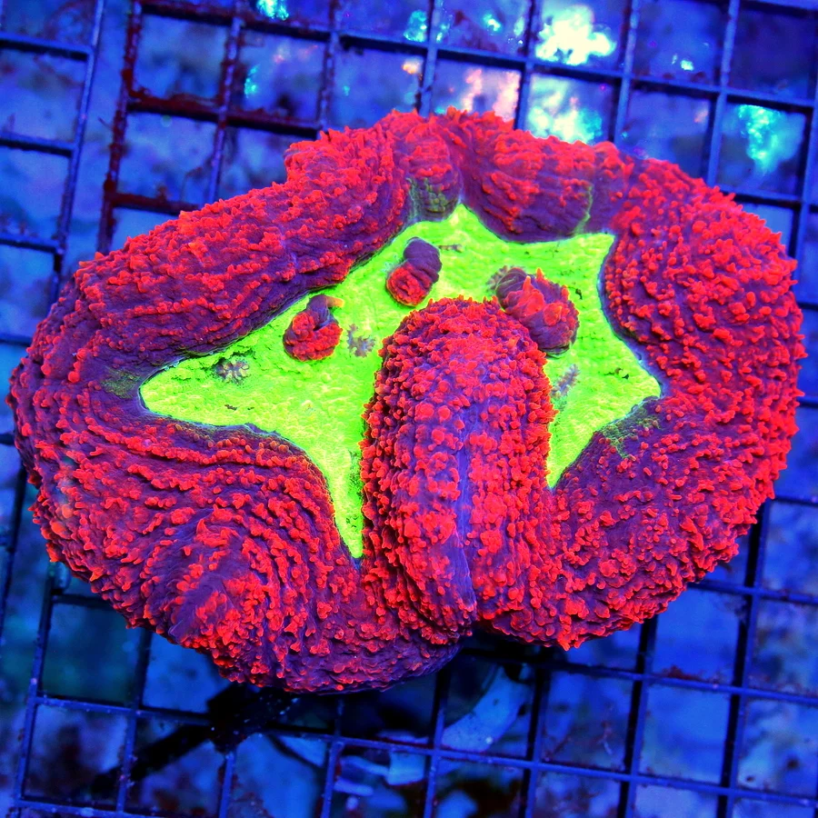 4.5x5.5 LOBOPHYLLIA CORAL - PERFECT NEON READ ULTRA GRADE ULTRA COLORED CARPET LOBOPHYLLIA CORAL