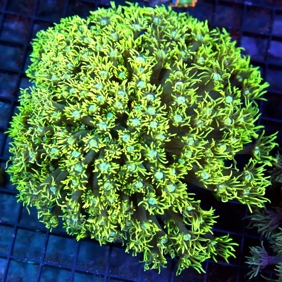 4.5x4 FAVITES CORAL - SUPER NEON RED GLOWING GREEN EYED WAR CORAL FAVITES