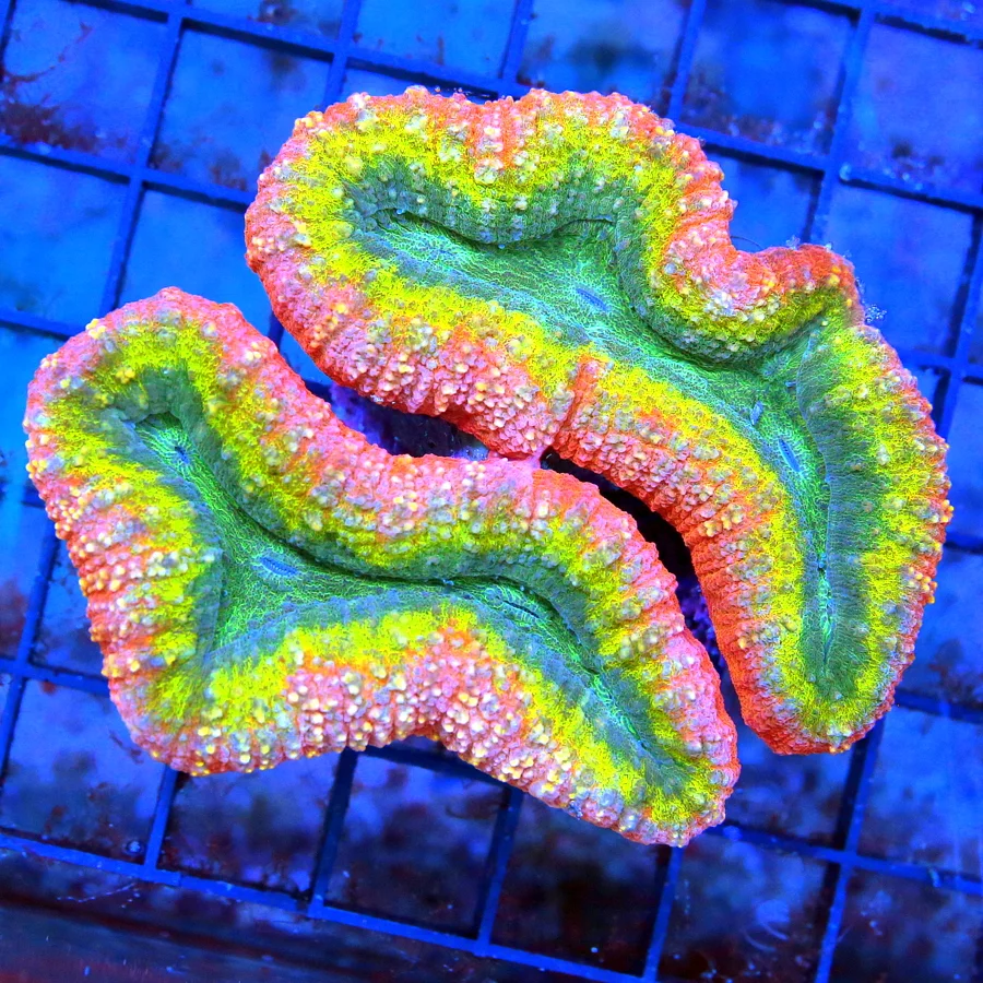 4x4 LOBOPHYLLIA CORAL - BEAUTIFUL QUAD-COLORED ULTRA GRADE LOBOPHYLLIA CORAL