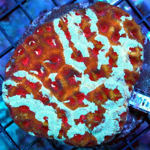 4.5x4 FAVIA CORAL - SUPER RED EYED UNUSUAL ORANGE STRIPPED FAVIA CORAL