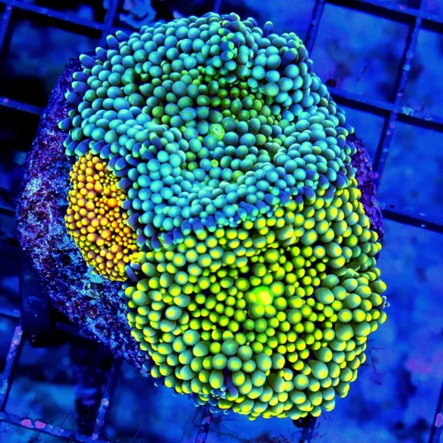 3" RICORDIA YUMA CORAL - ULTRA COLORED ULTRA GRADE THREE DIFFERENT COMBO RICORDIA YUMA CORAL