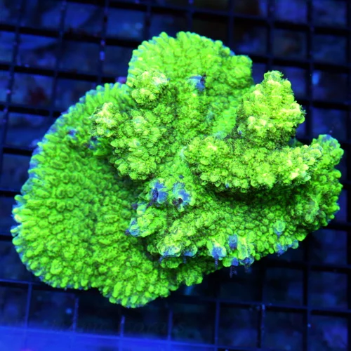 4.5x4 HYDNOPHORA CORAL - SUPER NEON GREEN ULTRA COLORED HYDNOPHORA