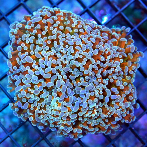 5x5 OCTOSPAWN CORAL - SUPER NEON BLUE TIPPED ONE OF A KIND ORANGE OCTOSPAWN CORAL