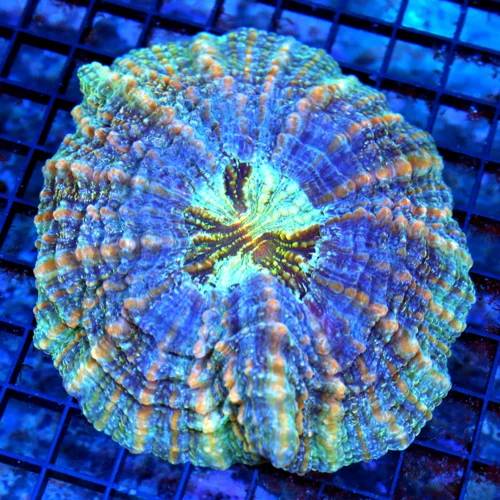 6x6 ACANTHOPHYLLIA CORAL - MULTICOLORED BLUE AND ORANGE ACANTHOPHYLLIA CORAL