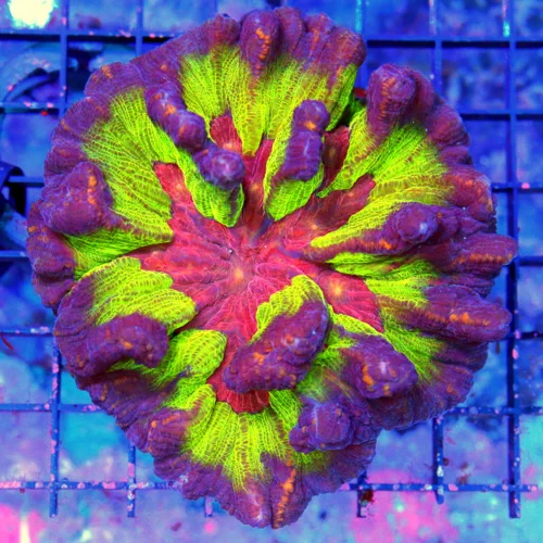 4.5x4.5 PECTINIA CORAL -  BAD TO THE BONE ULTRA COLORED "SPACE INVADER" PECTINIA CORAL