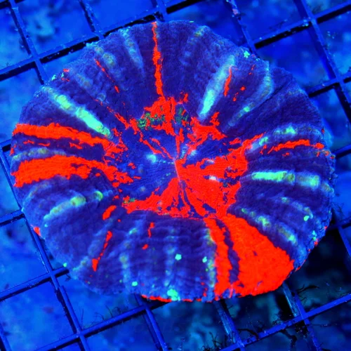 4.5x4.5 XXL SCOLYMIA CORAL - OUTSTANDING WAR PAINT ULTRA COLORED SCOLYMIA CORAL
