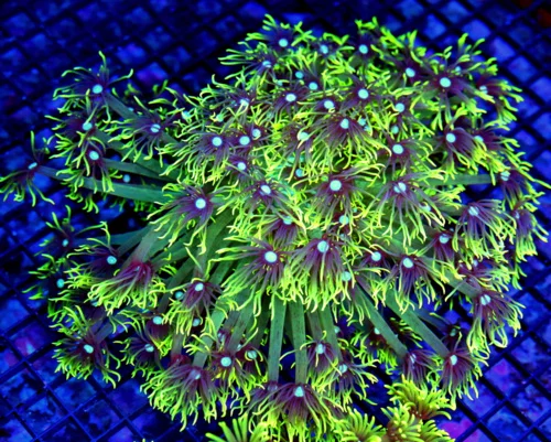 8x8 GONIOPORA CORAL - LEMON LIME GREEN BLUE JEWELED EYED GONIOPORA CORAL