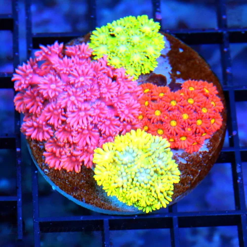 3x3 COMBO GONIOPORA CORAL - ULTRA COLORED COLLECTOR'S ITEM MUST PURCHASE COMBO GONIOPORA CORAL
