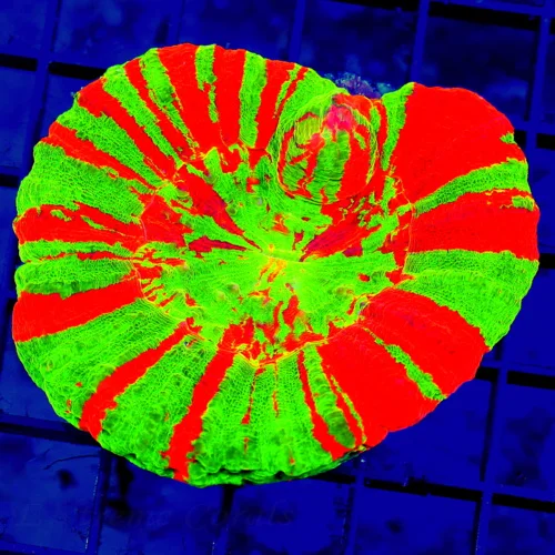 4.5x4 SCOLYMIA CORAL - ULTRA GRADE ULTRA COLORED REVERSE BLEEDING APPLE SCOLYMIA CORAL