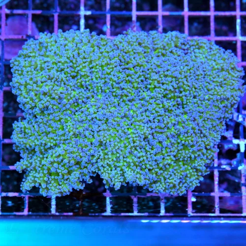 6.5x5.5 GIANT OCTOSPAWN CORAL - WICKED NEON BLUE TIPPED ULTRA COLORED GIANT OCTOSPAWN CORAL