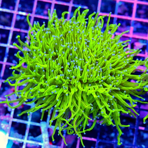 5x5 TORCH CORAL - ULTRA ULTRA COLORED COTTON CANDY OUT OF THIS WORLD TORCH CORAL