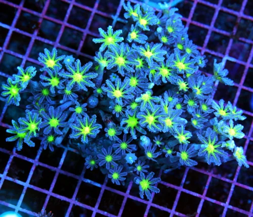 6x5 CLOVE POLYPS CORAL - SUPER SUPER GREEN EYED PURPLE CLOVE POLYP