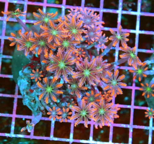 4.5x4.5 CLOVE POLYPS CORAL - ULTRA "FIRECRACKER" ULTRA GRADE CLOVE POLYPS CORAL COLONY