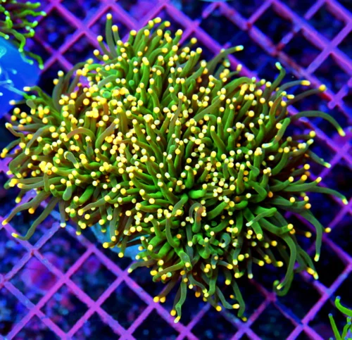 5.5x5 TORCH CORAL - VERY VERY SPECIAL SUPER ORANGE TIPPED EMERALD GREEN TORCH CORAL