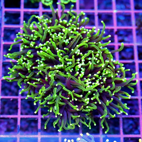 4.5x4.5 TORCH CORAL - OUTSTANDING ULTRA GRADE ULTRA COLORED "BLACKLIGHT" TORCH CORAL