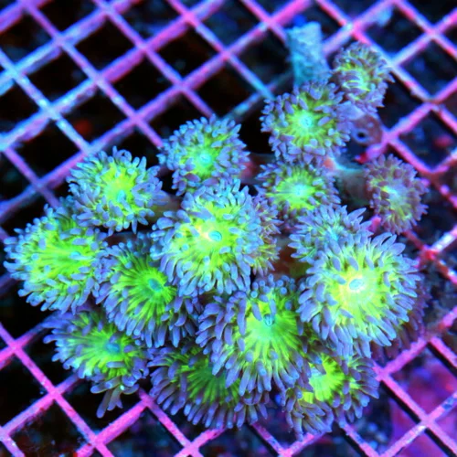 5x4.5 DUNCAN CORAL - AWESOME ULTRA COLORED ULTRA GRADE DUNCAN CORAL COLONY
