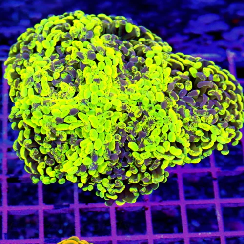 6x5 XXXL GIANT BRANCHING HAMMER CORAL - NEON LEMON LIME PURPLE SPLASHED BRANCHING HAMMER CORAL