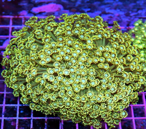 7x7 GONIOPORA CORAL - HANDPICKED BLUE EYED ULTRA YELLOW TIPPED GONIOPORA CORAL