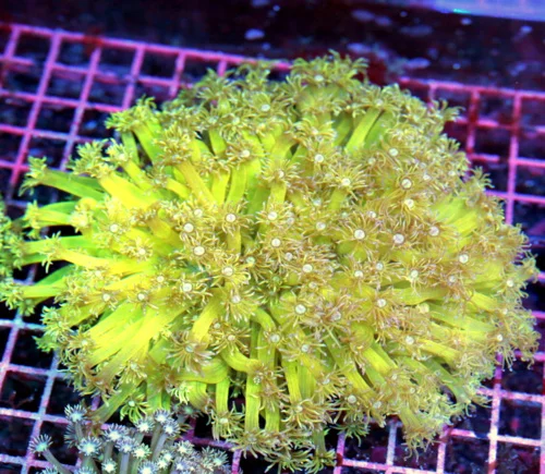 7x7 GONIOPORA CORAL - SUPER NEON YELLOW WHITE EYED ULTRA GRADE GONIOPORA CORAL