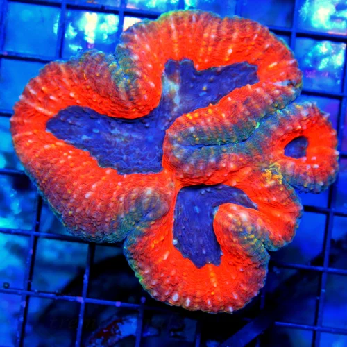 5.5x5 XXXL BUBBLE CORAL - GLOWING LEMON LIME YELLOW ULTRA GRADE BUBBLE CORAL