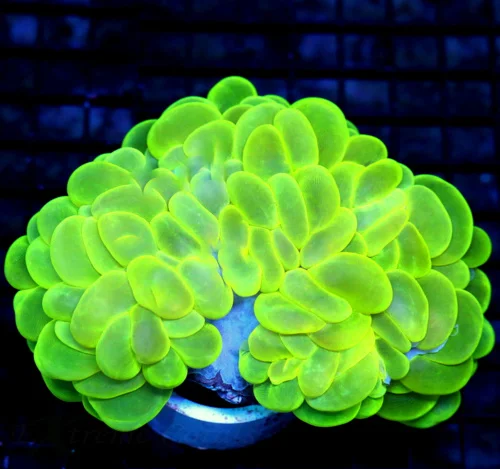 5.5x5 XXXL BUBBLE CORAL - GLOWING LEMON LIME YELLOW ULTRA GRADE BUBBLE CORAL