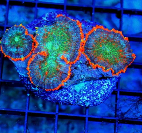 3" RHODACTIS MUSHROOM CORAL COLONY - ULTRA COLORED ULTRA GRADE ORANGE RHODACTIS MUSHROOM CORAL