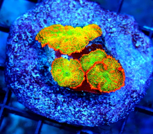 4.5x4.5 LOBOPHYLLIA CORAL - TRI-COLORED PURPLE CENTERED ULTRA GRADE LOBOPHYLLIA CORAL