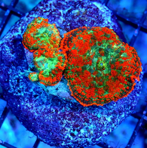 3" RHODACTIS MUSHROOM CORAL COLONY - ULTRA COLORED ULTRA GRADE ORANGE RHODACTIS MUSHROOM CORAL