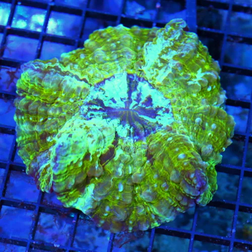 5x4.5 DUNCAN CORAL - ULTRA GRADE ULTRA COLORED PURPLE BLUE EYED DUNCAN