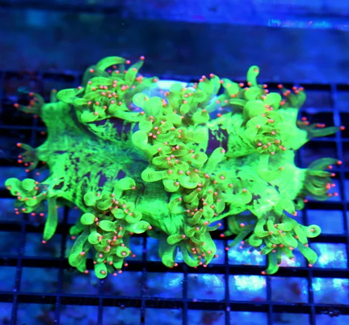 4.5x4 ELEGANCE CORAL - BOOK QUALITY SCREAMING NEON PINK TIPPED ELEGANCE CORAL