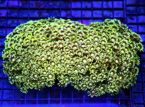 6.5x5.5 SCOTT'S FAVORITE HAMMER CORAL - INCREDIBLE NEON NEON ORANGE HAMMER CORAL