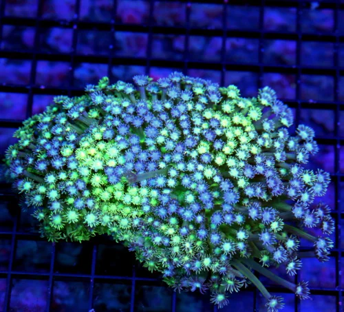 4.5x4.5 SCOTT'S FAVORITE COMBO GONIOPORA CORAL - HANDPICKED COMBO BLUE AND YELLOW GREEN GONIOPORA CO
