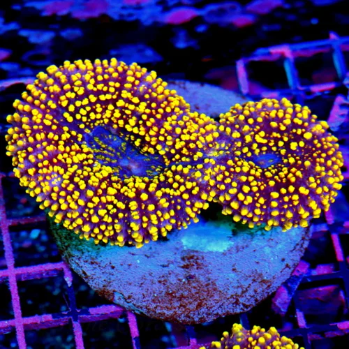 5x4 LOBOPHYLLIA CORAL - SUPER ULTRA COLORED YELLOW AND ORANGE LOBOPHYLLIA CORAL