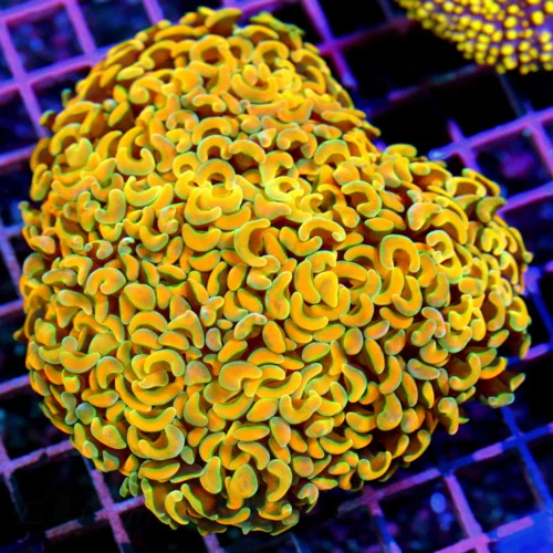 4.5x4 ELEGANCE CORAL - BOOK QUALITY SCREAMING NEON PINK TIPPED ELEGANCE CORAL