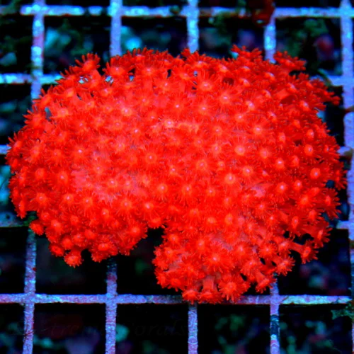 4.5x4 HAMMER CORAL - ULTRA COLORED NEON HIGHLIGHTER YELLOW BRANCHING HAMMER CORAL
