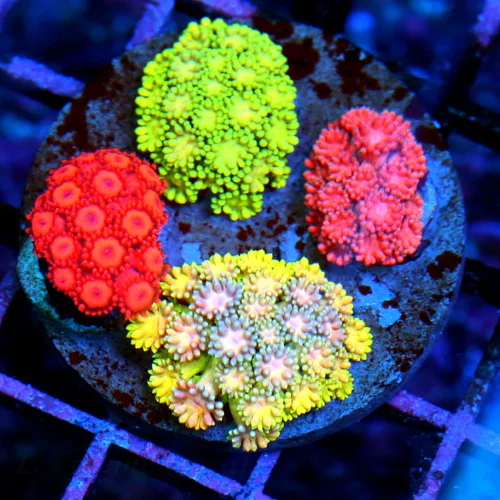 4x3 GONIOPORA CORAL - ULTRA COLORED ULTRA GRADE FIRECRACKER RED GONIOPORA CORAL
