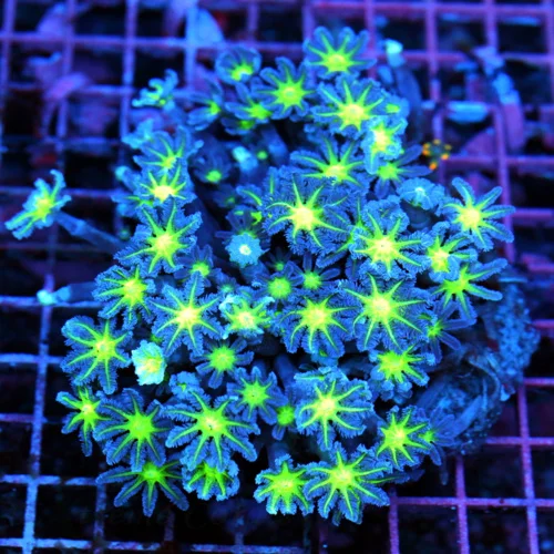 3" RHODACTIS MUSHROOM CORAL COLONY - HANDPICKED BY SCOTT ULTRA GRADE RHODACTIS MUSHROOM CORAL