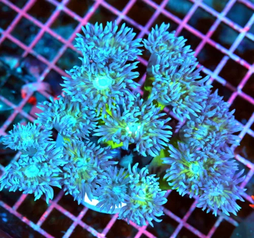 5.5x5.5 TORCH CORAL - LARGEST "HOLY GRAIL" WE'VE EVER HAD THREE HEADED TORCH CORAL
